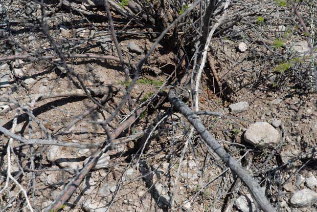 Where is the peyote?