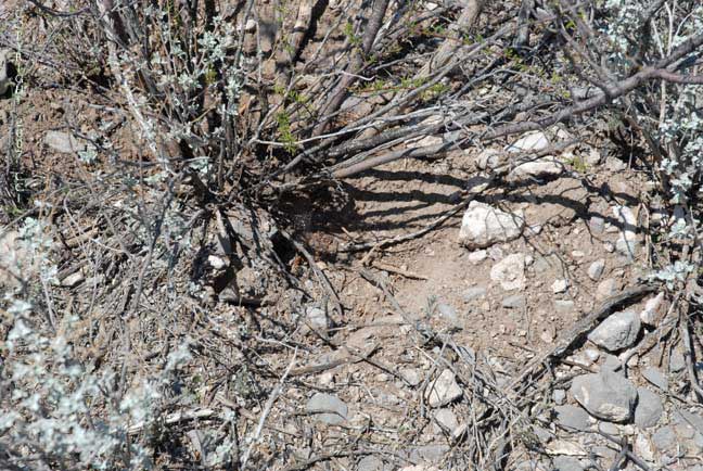 Where is the peyote?