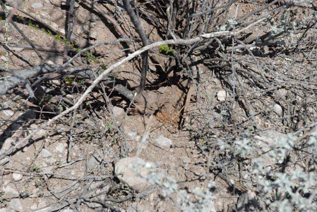 Where is the peyote?