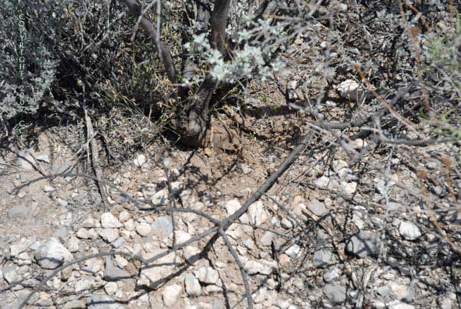 Where is the peyote?