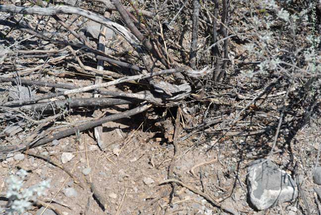 Where is the peyote?