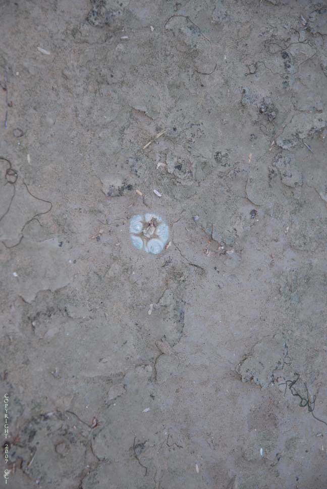 Lophophora koehresii