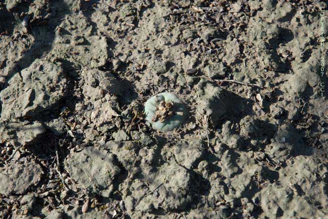 Lophophora koehresii