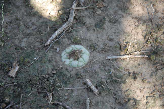 Lophophora koehresii