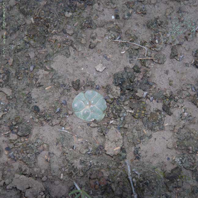 Lophophora koehresii