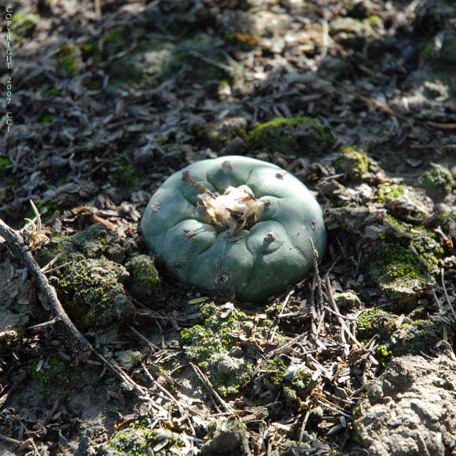 Lophophora koehresii