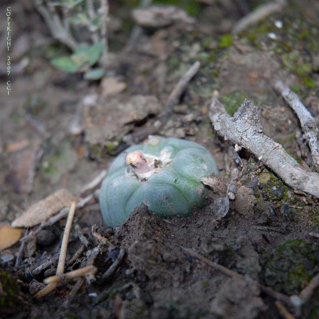 Lophophora koehresii