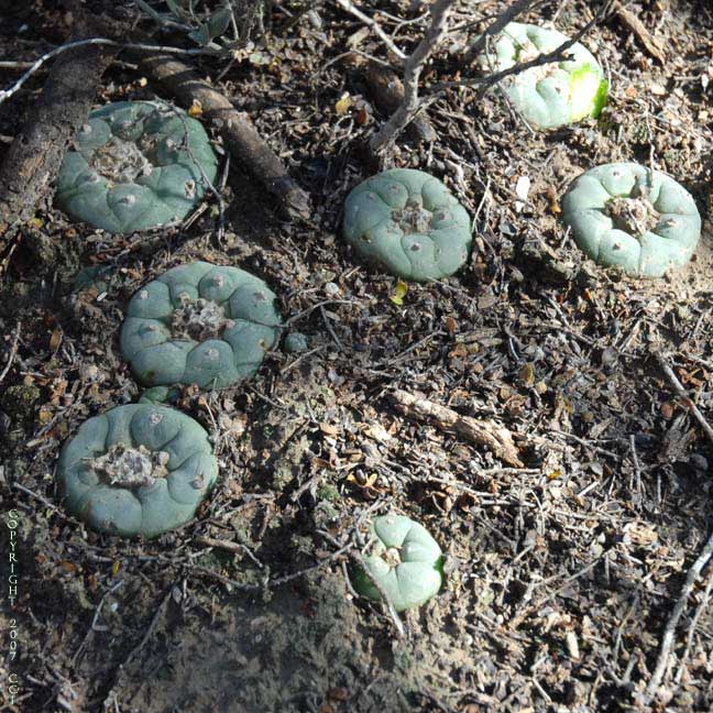 Lophophora koehresii