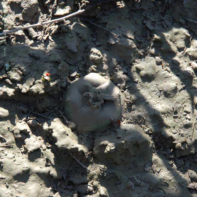 Lophophora koehresii