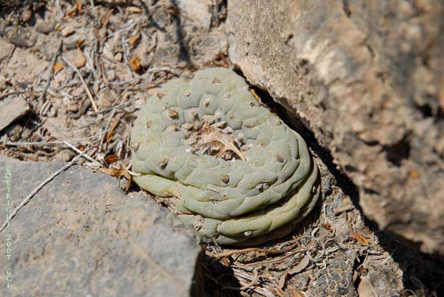 Lophophora fricii