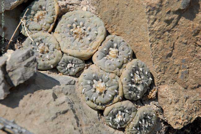 Lophophora fricii