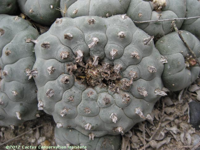 untouched Lophophora williamsii