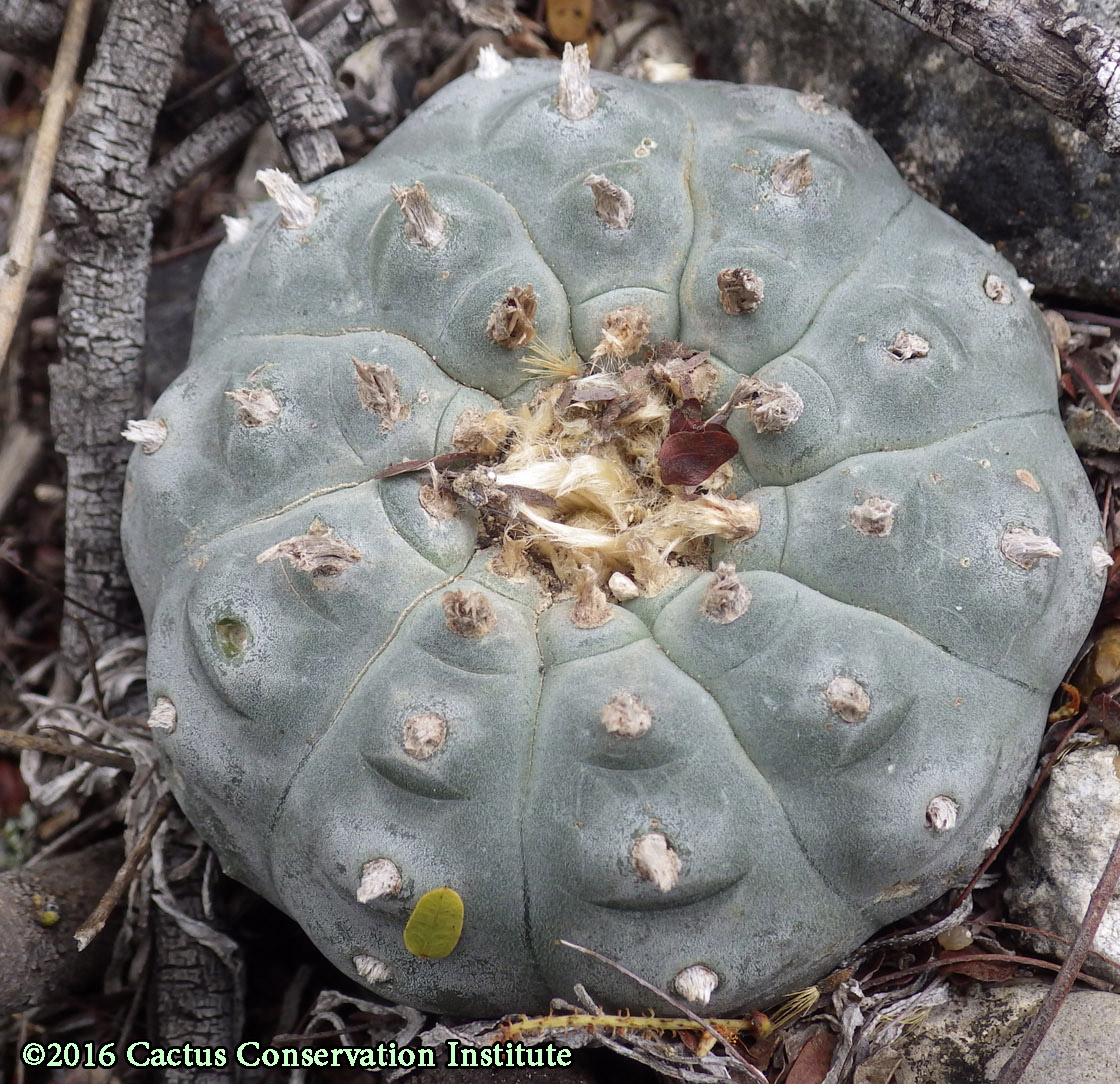 untouched Lophophora williamsii