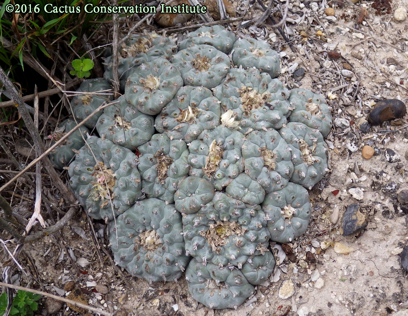 peyote in habitat