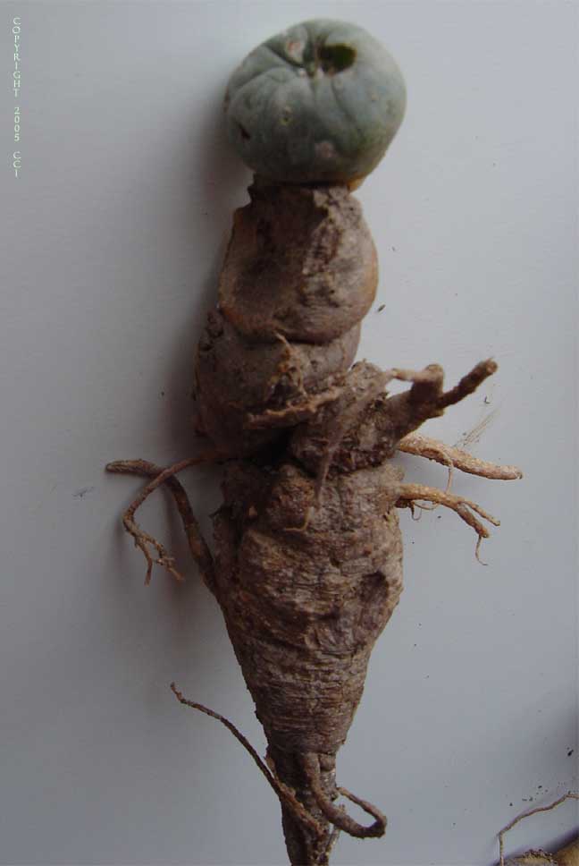 Peyote regrowing after repeated harvests